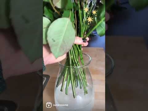 Video: Doe-het-zelf rozenboeket: hoe rozen in een vaas te snijden en te schikken