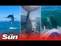 Jet Skier Races Pod Of Dolphins In Epic Footage Shorts Jet Skier Races Pod Of Dolphins In Epic Footage Shorts