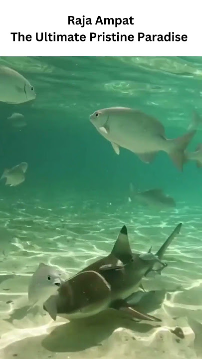 Raja Ampat The Ultimate Pristine Paradise in West Papua
