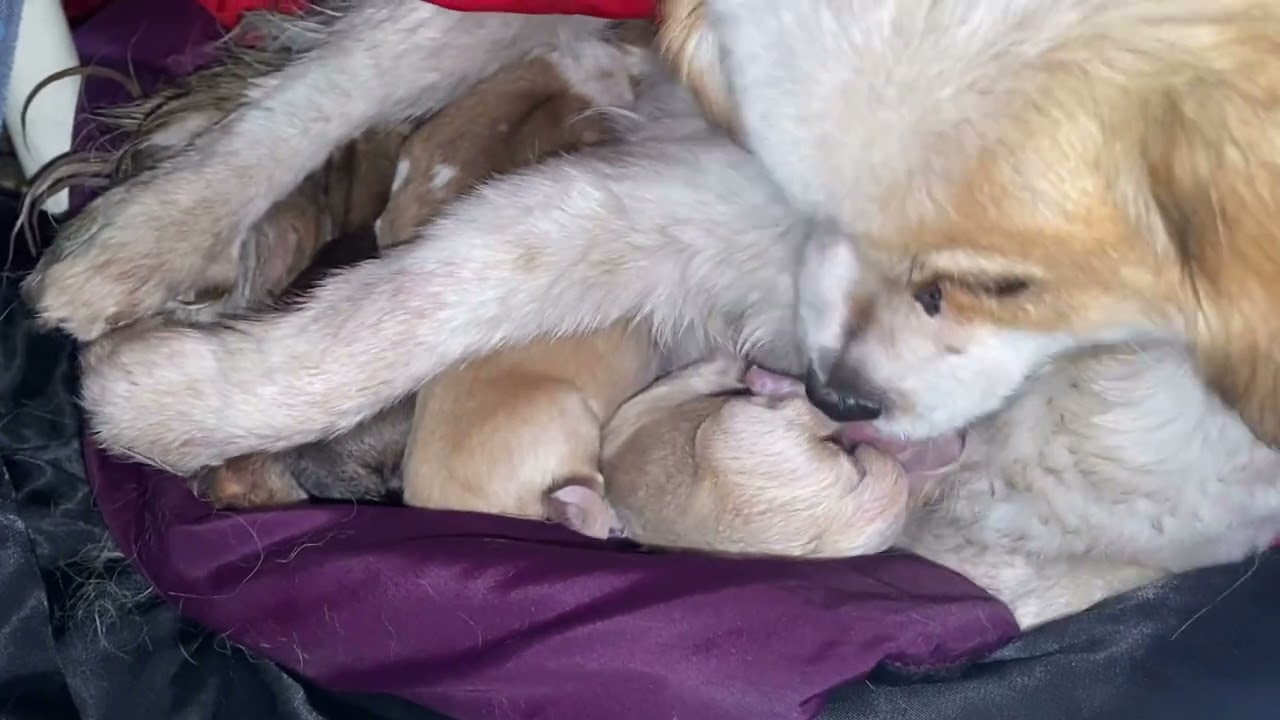 小区流浪狗怀孕待产 救助后狗妈妈懂的感恩非常亲人 小狗安全出生