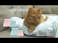 貓本屋 夏季冰絲涼感 靠枕涼墊/寵物墊(M號) product youtube thumbnail