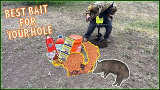 Hog Bait Recipe: One Ingredient Will Leave Them Wanting More!