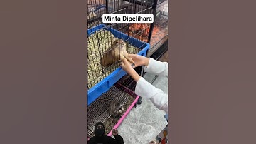 Mengharukan! Seekor Tupai Memohon Minta Wanita Ini Untuk Mengadopsinya