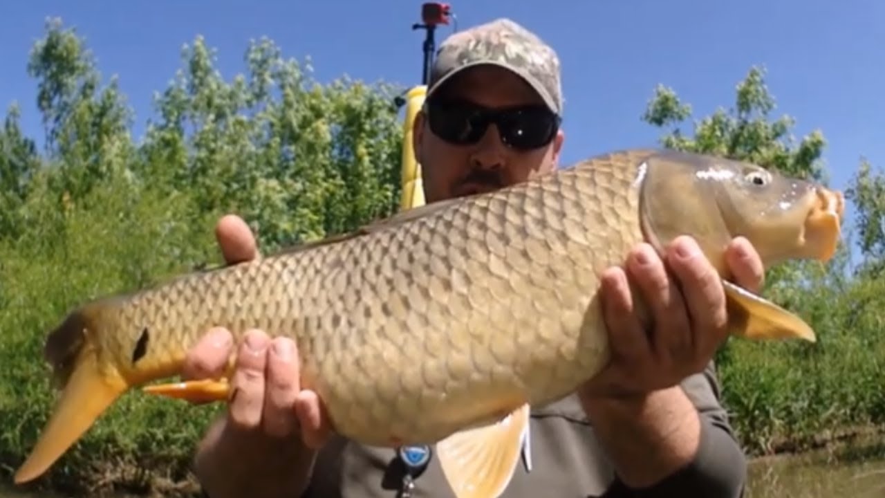 Kayak Fly Fishing for Carp - Memorial Day 2019 - The Fly Guy 