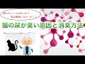 猫の尿が臭い原因はこれだ！【消臭解説動画】