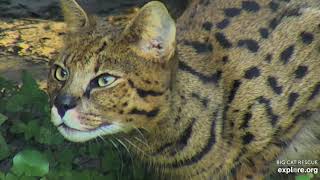 Stalk or sleep? Beacher the Savannah cat at Big Cat Rescue.