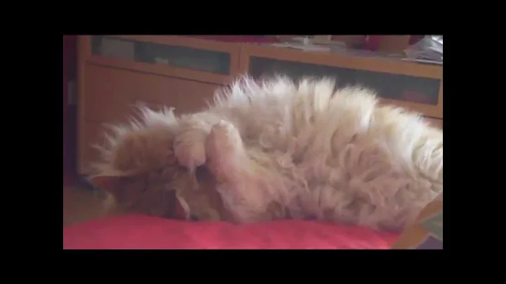 Supik the Cutest Cat seeing sweet dreams