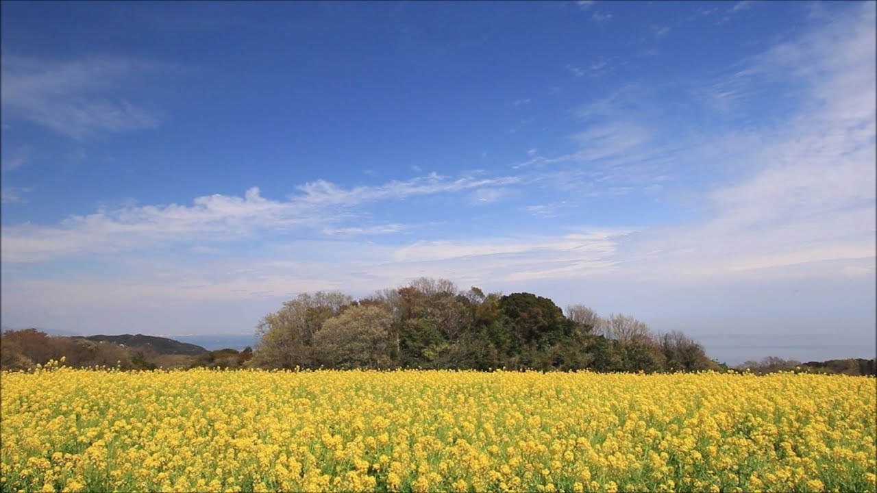 淡路島 あわじ花さじき 菜の花満開 Rape Blossoms In Full Bloom Awaji Hanasajiki Awaji Island Hyogo 19 4 Youtube