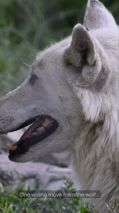 Malinois vs Wolf – Who Wins
