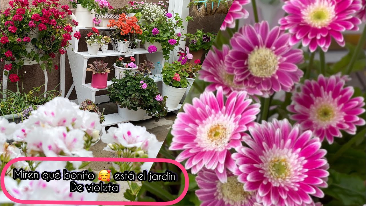 visitando el jardin de violeta en primavera 2023