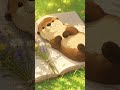 Peaceful Morning with Otter ☀️ Soft Lofi Jazz for Calm Study &amp; Cozy Vibes #otter #peacefulmusic