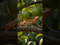 Tắc kè hoa #kucing #iguana #bebek #gecko #tokek #kucinglucu #funny #dancingcat #iguana #ai #tacke