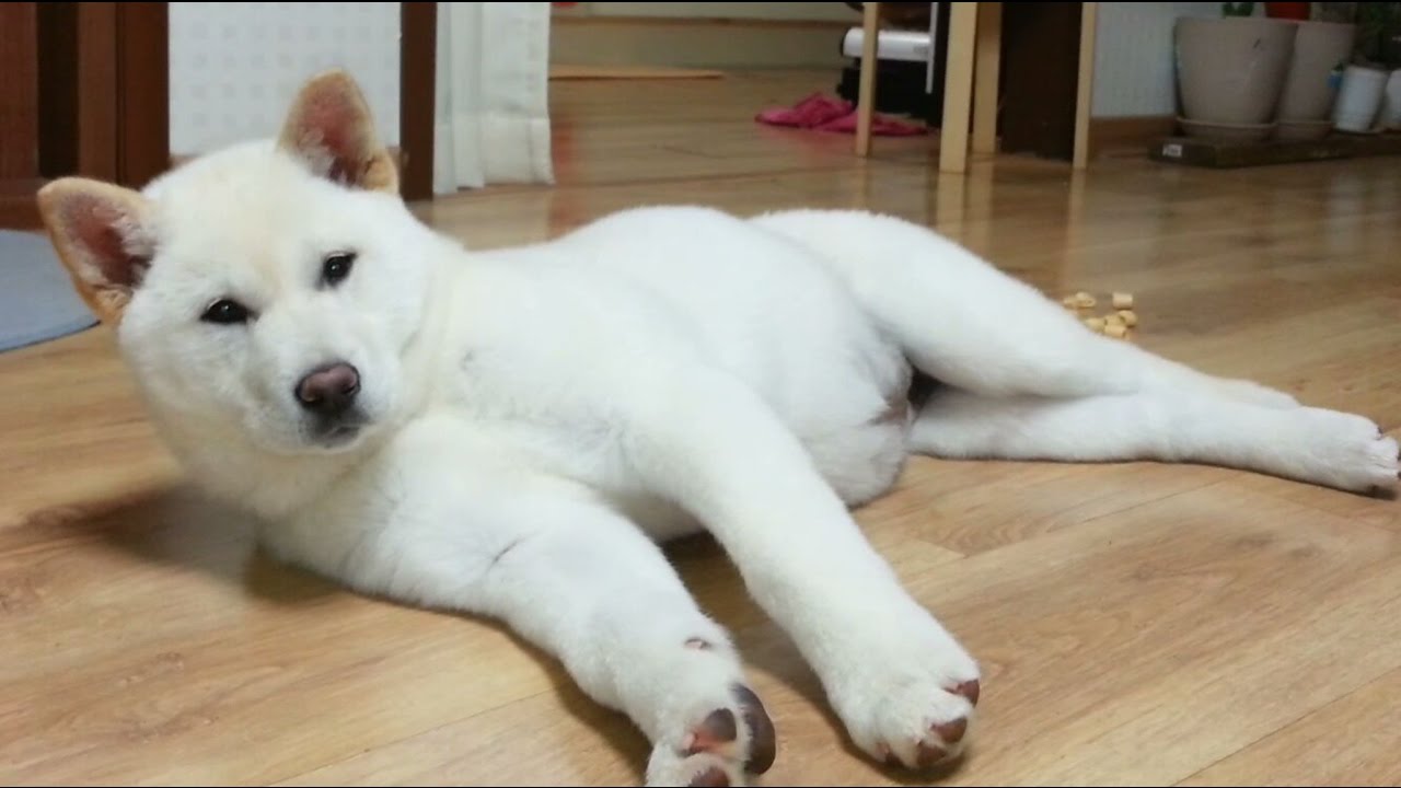 A pretty baby dog like a toy doll puppy paradise