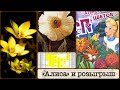 СП "Алиса в стране цветов", обзор набора, РОЗЫГРЫШ подарков
