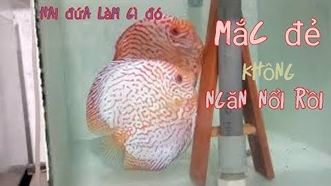 Xem cặp đôi cá đĩa đẻ trứng