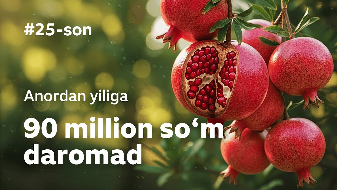 ANOR biznesidan yiliga 90 MILLION foyda / #25 Mening Tomorqam / SURXONDARYO VILOYATI