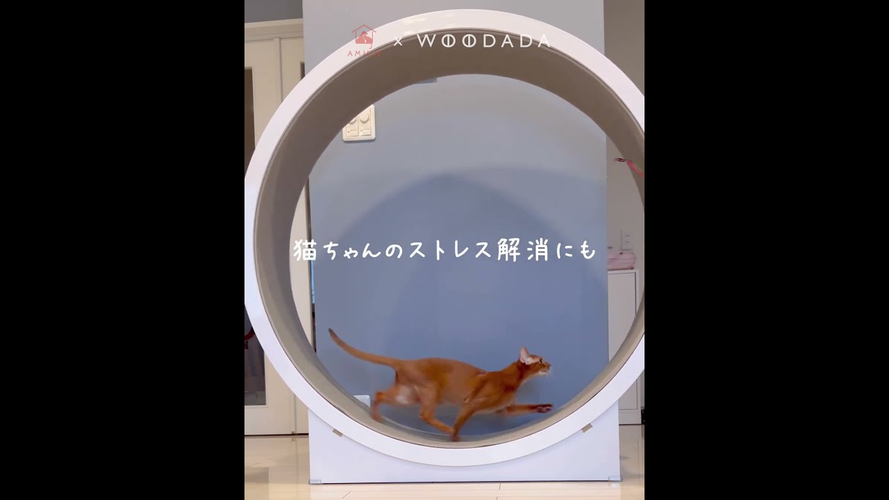 キャットホイール『woodada』がオススメな商品すぎた