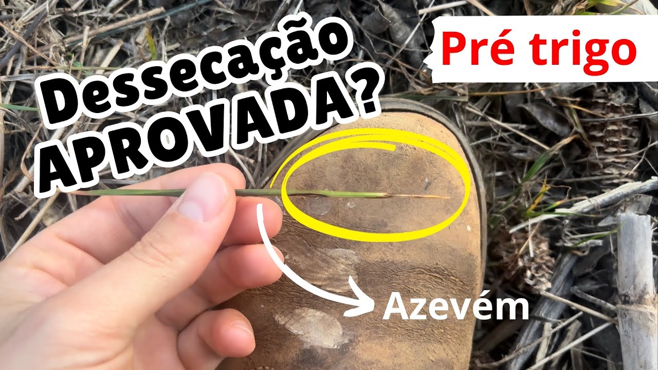 GLUFOSINATO + CLETODIN: sim ou não??