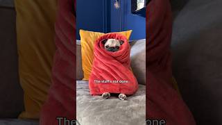 The toe beans sticking out of the blanket though ❤ #pug #dog #funny