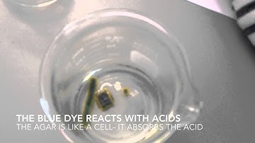 Cell Size and Diffusion Lab