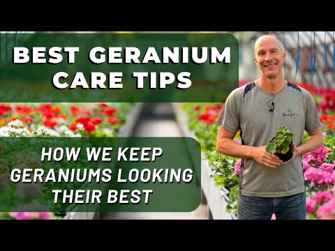 Video: Why do geranium leaves dry? Geranium care at home for beginners