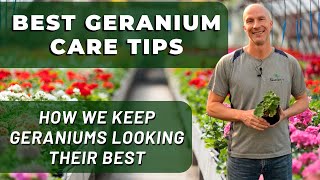 Best Geranium Care Tips - What We