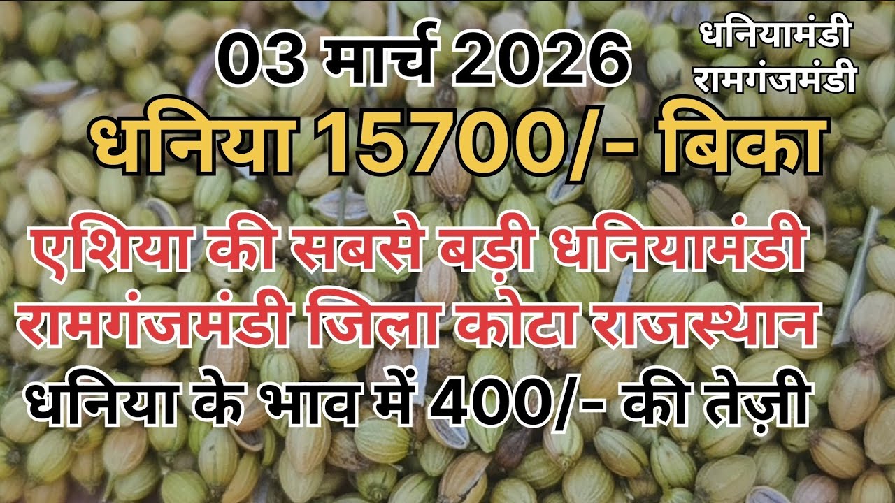 धनिया का भाव 15700/- हुआ ।। धनिया का भाव ।। धनियामंडी रामगंजमंडी ।। Coriander market 