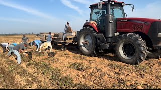 Sweet potato harvest -2023