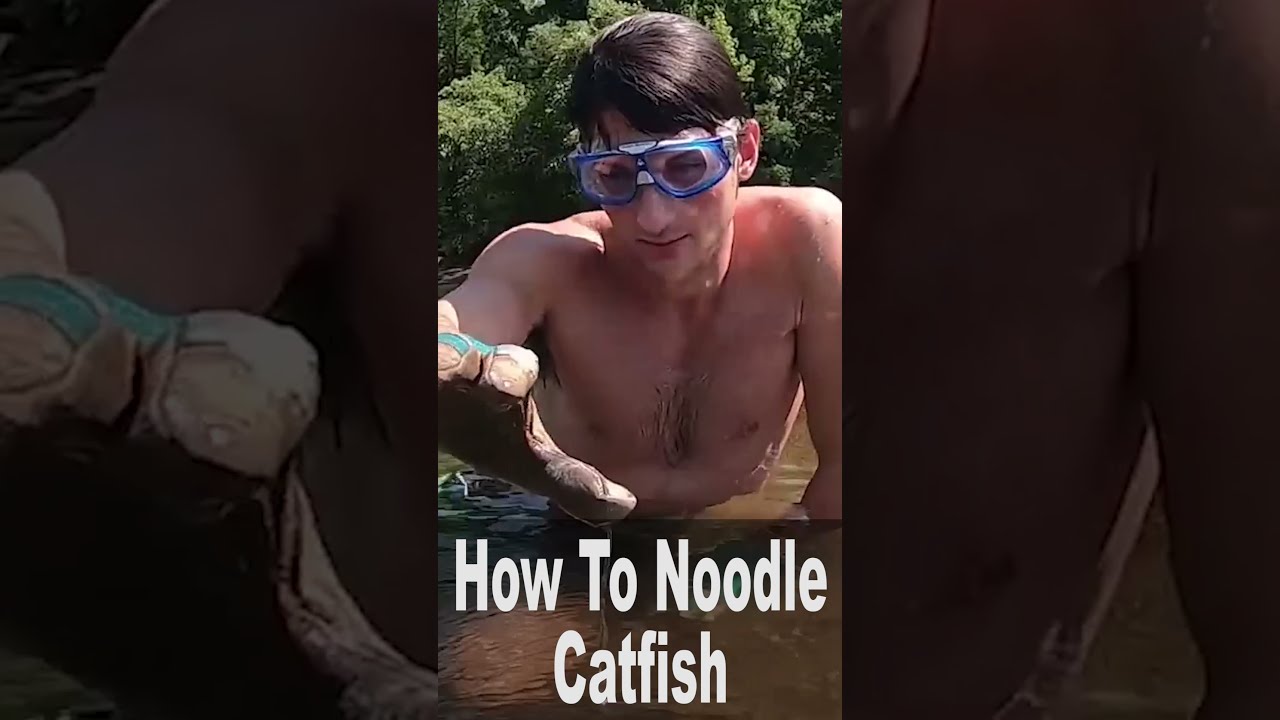 How To Noodle Catfish Step By Noodling Guide Shorts