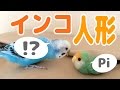 インコ人形作りました①　セキセイインコ・コザクラインコ　うめ・ぱせり　Lovebird,Budgerigar,Parakeet