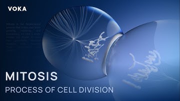 Mitosis in action: the fascinating process of cell division in 3D