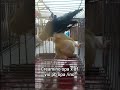 Creamino opa 8 months  df vio pb opa /ino 8 months ✅✅✅           #africanlovebirds #creamino