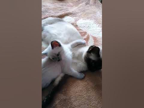 #котики #тайскийкот #тайскаякошка #тайскиекотята - YouTube