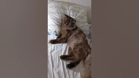 Watch the video about Fat Cinnamon Ragdoll Brown British Longhair Cat #cinnamon #ragdoll #brown #british #longhaircat