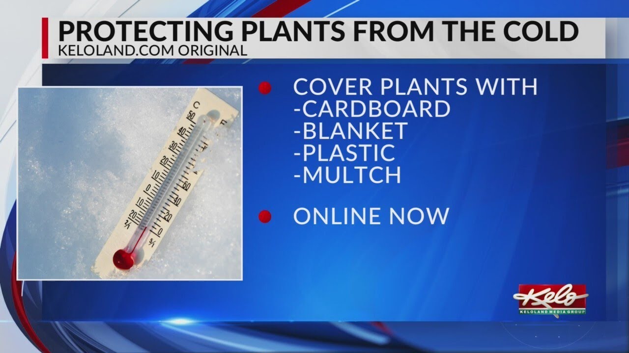 How to protect your plants from the spring frost - YouTube