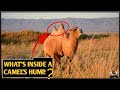 &quot;Camel Humps Revealed: What&#39;s Inside May Surprise You!&quot;In Hindi || Adbhut Knowledge.||