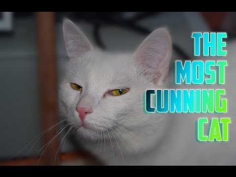 Funny || The Most Cunning CAT - YouTube