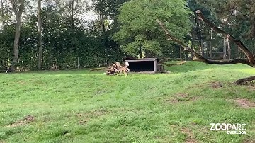 ZooParc Overloon verwelkomt nieuwe bewoners: drie Afrikaanse wilde honden