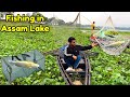 Collecting so many puffer fish for free fishing in assam lake  new fishing techniques