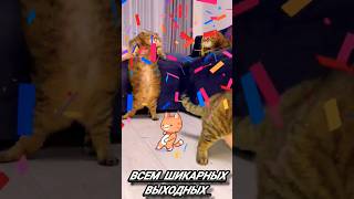 Как проводите выходные? #коты #shortsvideo #cats #weekend