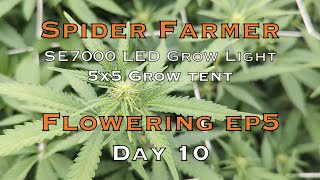 Day 10 Flower, Mid Week Mineral Watering, Spider Farmer SE7000 LED Is KING, Have Bugs, Try this!✌️🙏