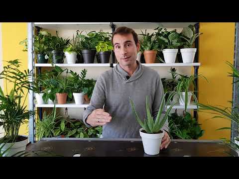 Aloe Vera: Cómo cultivarlo con éxito tanto en interiores como en exteriores