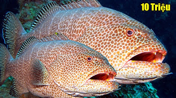 Quay Lại Chuyến Lặn Biển Tại Trường SA | Lặn Đảo Nam Yết Bội Thu | TS 30