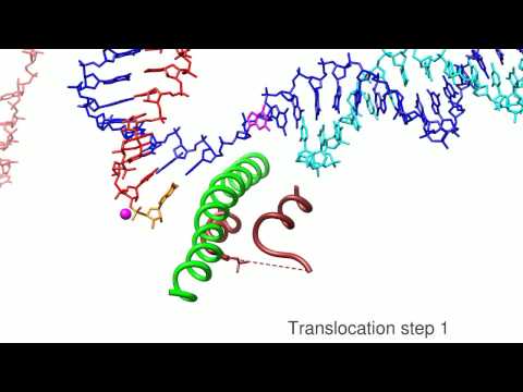 Video: Effekt Av CFIm25-knockout På RNA-polymeras II-transkription