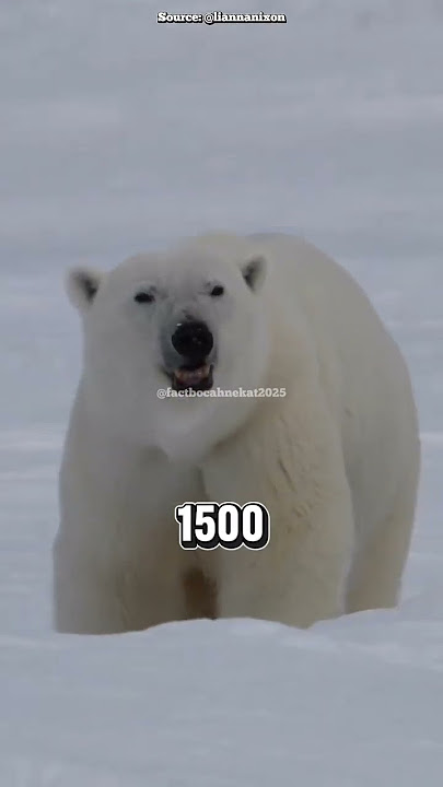 How terrifying are polar bears? #shorts #shortsvideo #facts