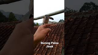 burung Kapinis Palau Jinak