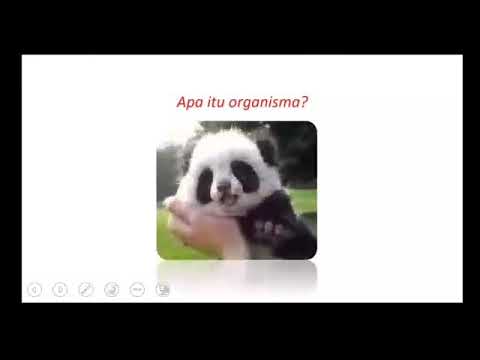 Video: Apa Itu Organisma