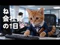 会社員1年目ねこの1日に密着した