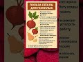 Польза свёклы