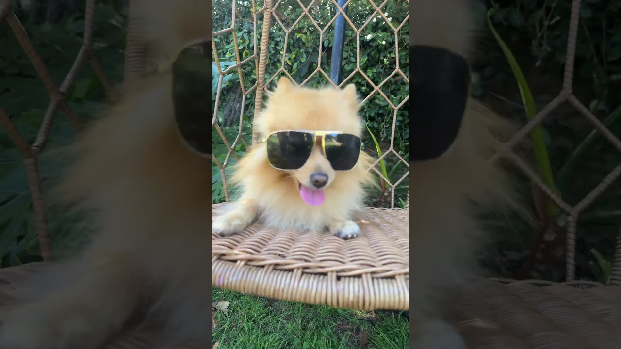 Looper minecraft #minecraft #dog #soccer #viral